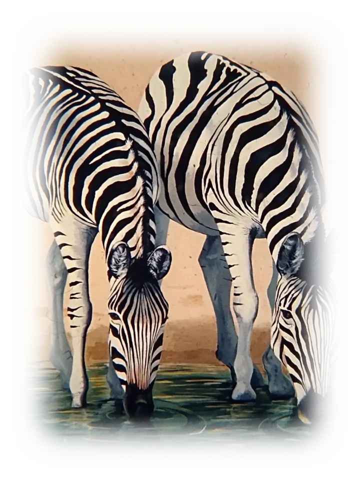 Two zebras drink from a pool of water. The shore of the water seems to extend up indefinitely behind the zebras like a wall.